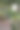 白色郁金香在模糊的背景。春天的花。图片下载