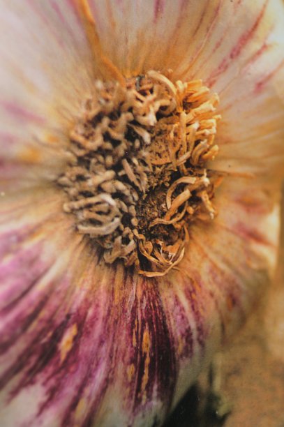 斯托罗斯图片下载