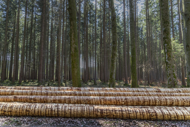 进了树林图片下载