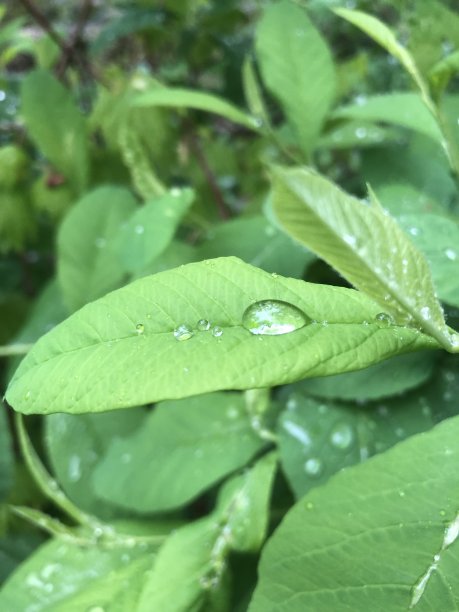 森林Foilage图片下载