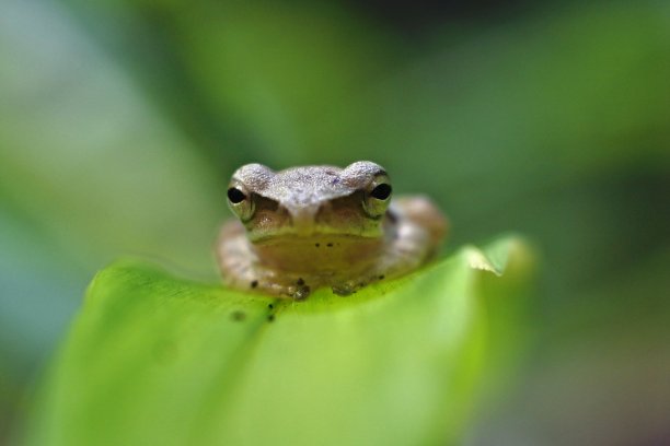 青蛙是一种生活在淡水或陆地上的以昆虫为食的两栖动物。特征是光滑的青蛙，褐色，后腿较长，善于跳跃和游泳图片下载
