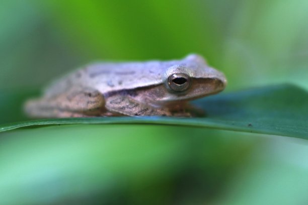 青蛙是一种生活在淡水或陆地上的以昆虫为食的两栖动物。特征是光滑的青蛙，褐色，后腿较长，善于跳跃和游泳图片下载