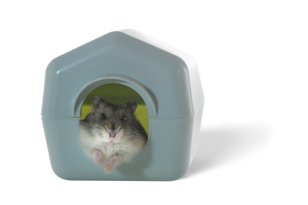 这只有趣的仓鼠正从被隔离在白色背景上的塑料蓝色房子的洞里向外看。图片下载