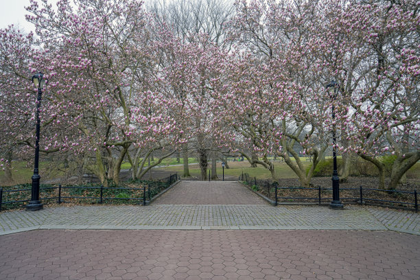 春天的中央公园图片下载