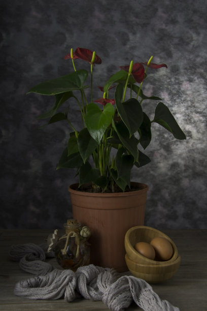 花烛属植物图片下载