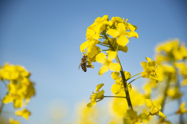 蜜蜂在油菜花上采集花蜜图片下载