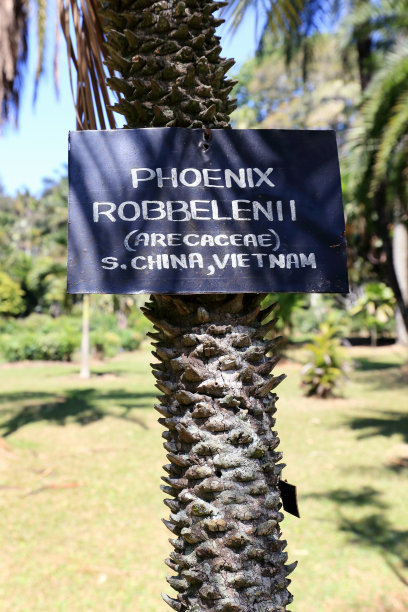 凤凰棕榈树图片下载