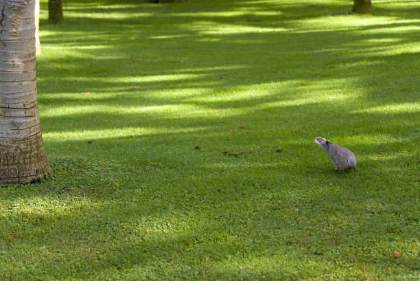 修剪整齐的草坪和生长的棕榈树。户外休闲图片下载