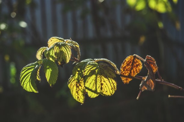 秋天的小树莓丛图片下载