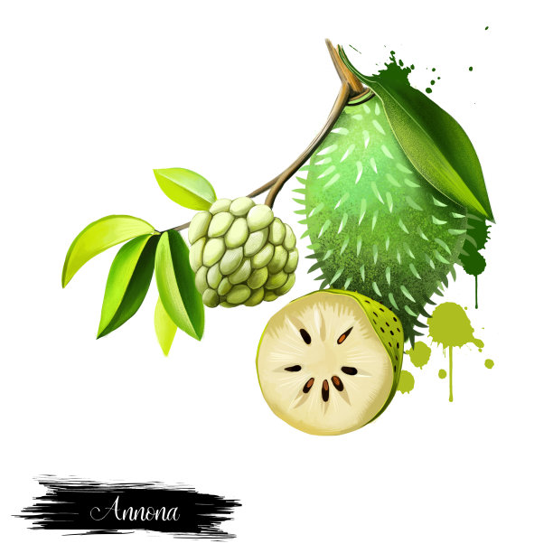 番荔枝，番荔枝。数字艺术图片下载