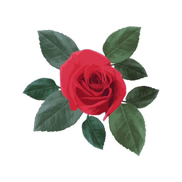 孤立在白色背景上的玫瑰花图片下载