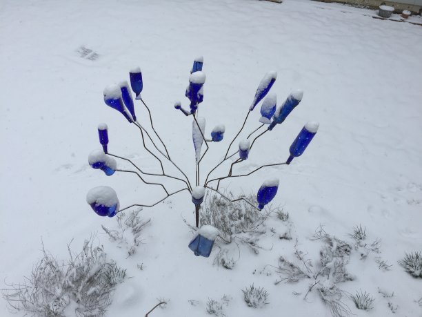 雪中的瓶子树图片下载