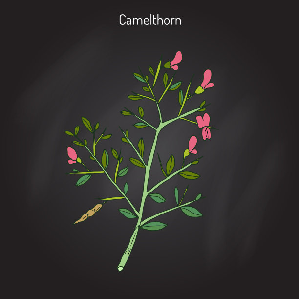 骆驼角阿尔哈吉毛罗鲁姆图片下载