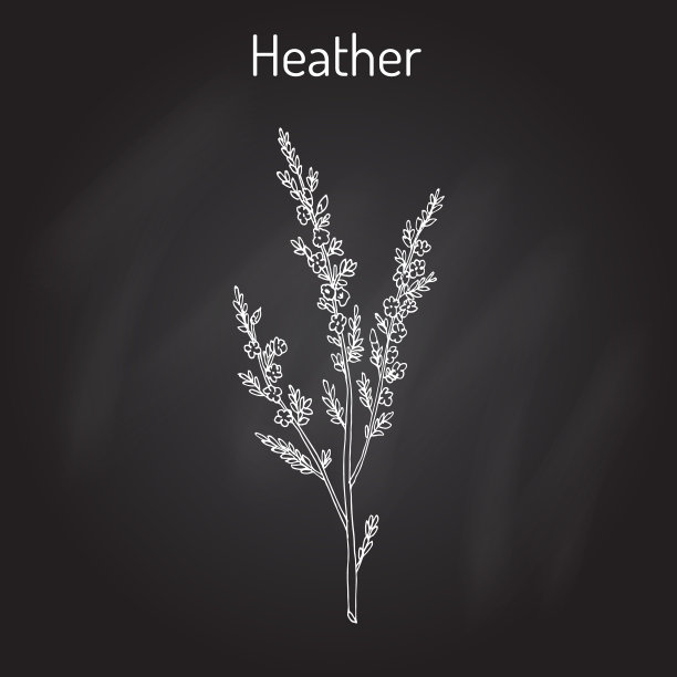 石南愈伤组织的分支与叶和图片下载