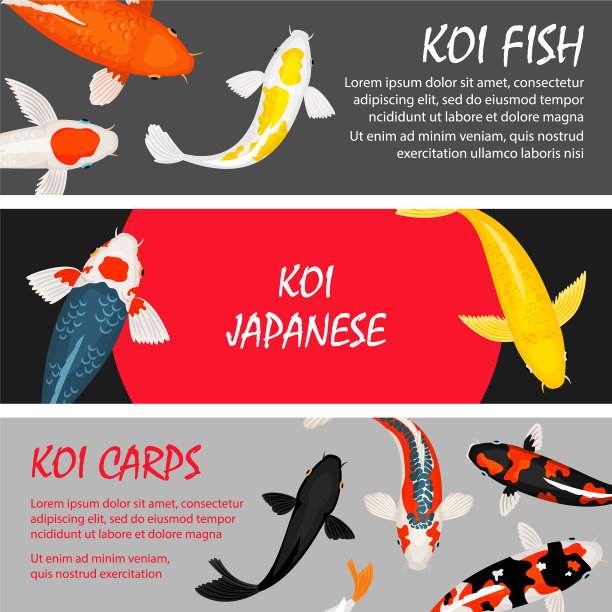 锦鲤鱼横幅设置模板图片下载