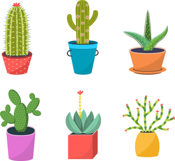 仙人掌在盆中放置图片下载