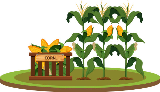 孤立的有机玉米农场图片下载