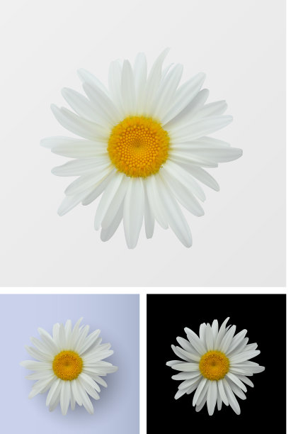 洋甘菊花孤立特写图片下载