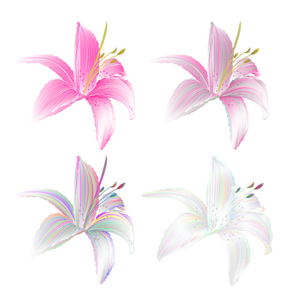 花百合粉红和彩色百合candidum图片下载