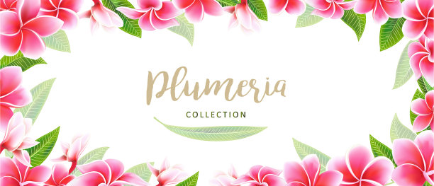 婚礼请柬和花鸡蛋花相框图片下载