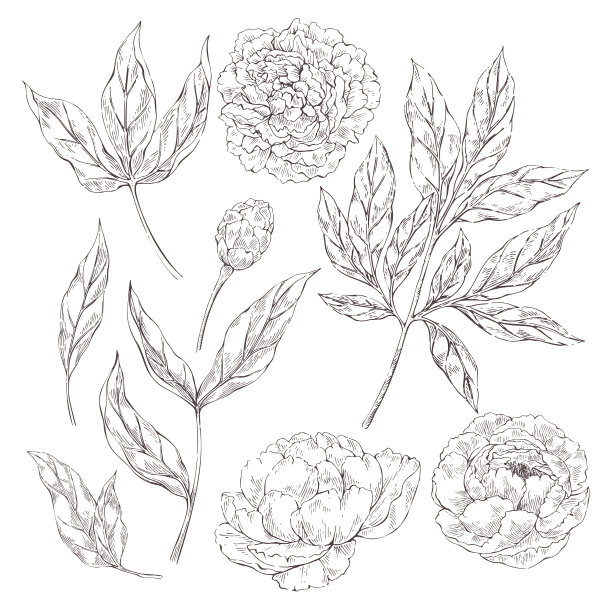 牡丹花朵元素图片下载