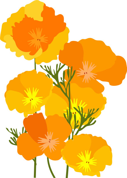 加州罂粟图片下载