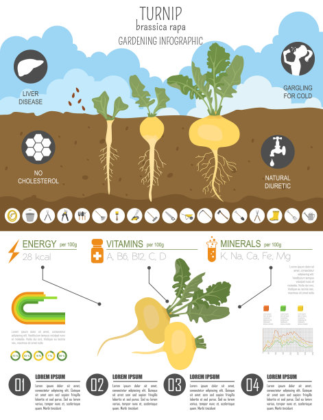 萝卜有益的特征图形模板图片下载