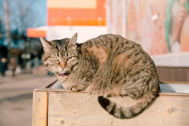 这只猫沿着街道走。图片下载
