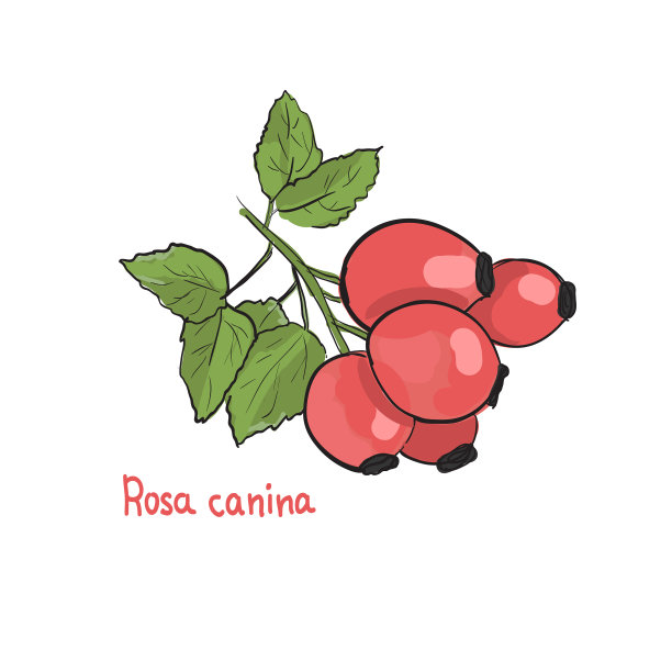 手绘的蔷薇犬臀图图片下载