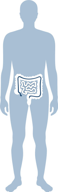 大肠和小肠图片下载