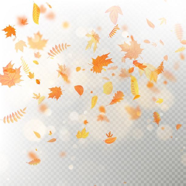 秋天的落叶层有浅的影响图片下载