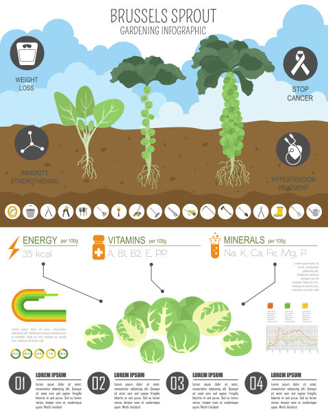 球芽甘蓝有益的特点图片下载