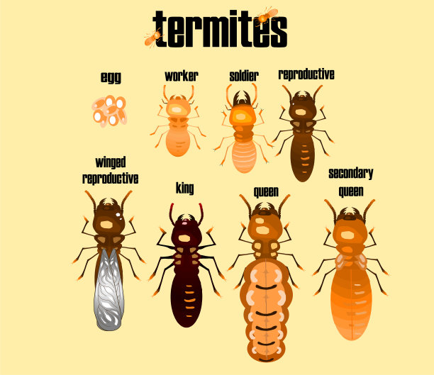 白蚁类型的白蚁收集卡通图片下载