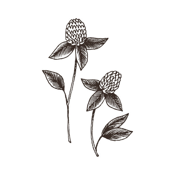 野生草本植物集古植物之手图片下载