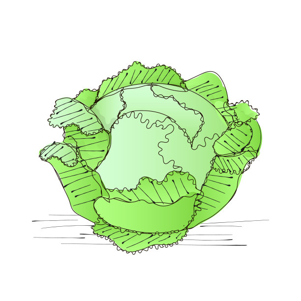 绿色衬卷心菜图片下载