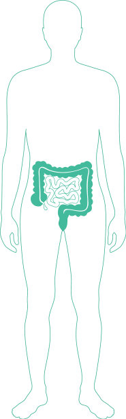 大肠和小肠图片下载