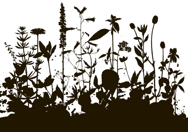 背景与绘制草本和花卉图片下载