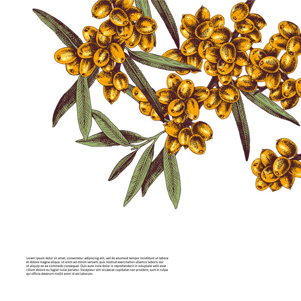 背景与手绘沙棘树枝图片下载