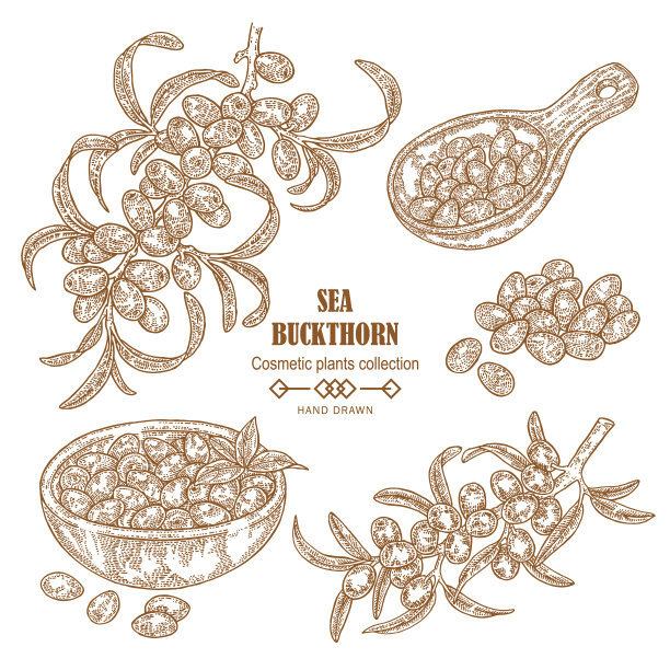 手画沙棘枝沙棘图片下载