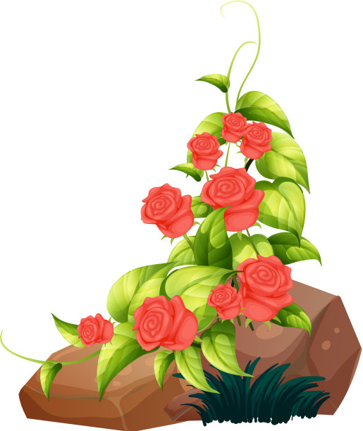 白色背景上的红玫瑰和岩石图片下载