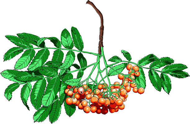 手绘花楸树孤立的白色背景图片下载