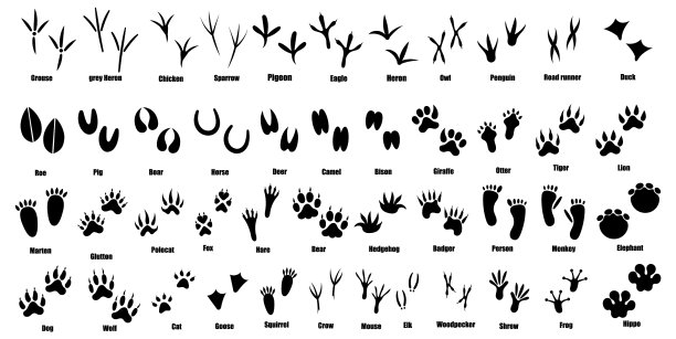 设置动物和鸟类的踪迹收集图片下载