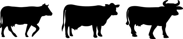 牛图标上的白色背景图片下载