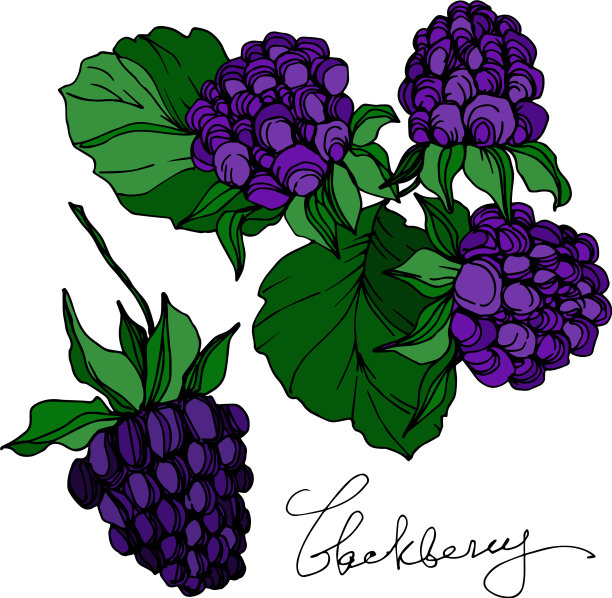 黑莓健康食品黑色和白色图片下载