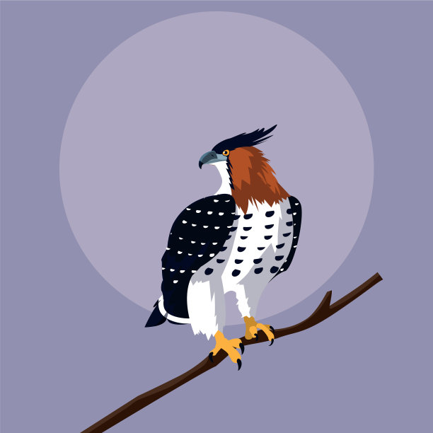 威严的老鹰在树枝上图片下载