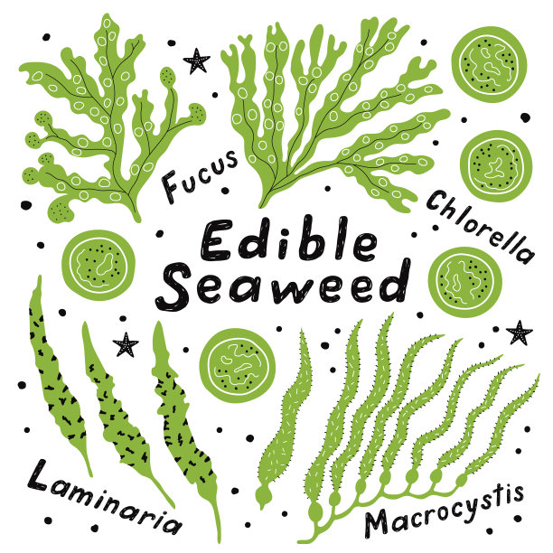 集食用海带大囊图片下载