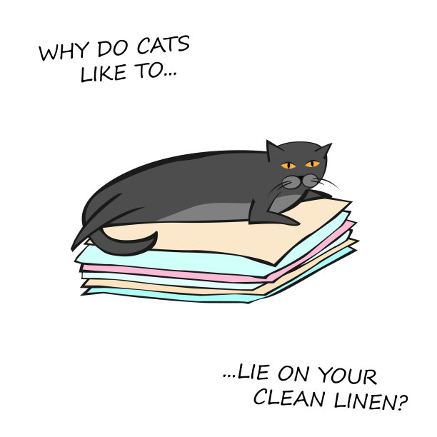 猫的行为形象图片下载