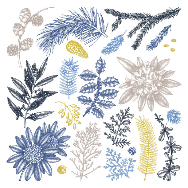 常绿乔木和灌木采收佳酿图片下载