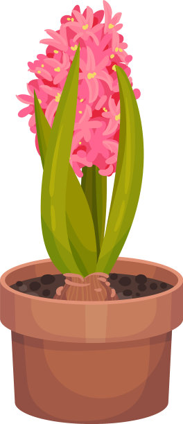 粉红色的风信子生长在花盆里图片下载