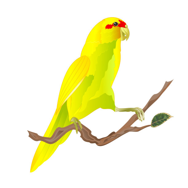 在树枝上黄色的印度环颈鹦鹉图片下载